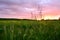 Beautiful multicolored sky over a field in the village. Summer sunset. Tall grass in the foreground.