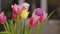 Beautiful multicolored tulips bloom indoor