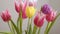 Beautiful multicolored tulips bloom isolated