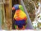 Beautiful multicolour wildlife parrot