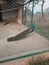 Beautiful multicoloured peafowl in a safari park