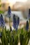 Beautiful muscari flowers on blurred background, closeup. Spring time