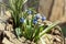 Beautiful muscari flowers growing in stump on sunny spring day