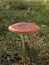 Beautiful mushroom amanita with a flat hat on the green grass