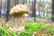 Beautiful mushroom in the autumn forest