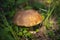 Beautiful mushroom boletus edulis in amazing green grass in the sunlight. Fresh collection of porcini mushrooms