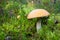 Beautiful mushroom boletus edulis in the forest