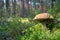 Beautiful mushroom boletus edulis in the forest