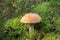 Beautiful mushroom boletus edulis in the forest