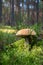 Beautiful mushroom boletus edulis in the forest