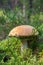 Beautiful mushroom boletus edulis in the forest