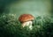 Beautiful mushroom on green background close up. Edible delicious mushroom boletus edulis, penny bun, ceps, porcini in the forest