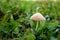 Beautiful Mushroom in green nature,  imagine nature .