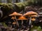 beautiful mushroom on moss in forest