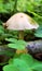 Beautiful mushroom Psathyrella Candolleana close-up in natural environment.