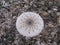 The beautiful mushroom Srndak Macrolepiota Procera somewhere in the woods.