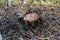 Beautiful mushroom Suillus close-up in the grass against the background of the forest