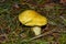 Beautiful mushroom Tricholoma equestre Yellow Knight in pine forest closeup. Selective focus