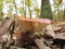 Beautiful mushrooms in the forest very tasty and intense color