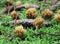 Beautiful mushrooms and moss