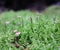 Beautiful mushrooms and moss