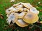 Beautiful Mushrooms sprout from the autumn floor