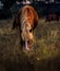 Beautiful Mustang horse with white blaze and mane ,grazing in the field.