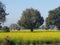 Beautiful mustard farming fields with yellow flowers .