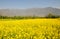 Beautiful mustard field in Kashmir, India