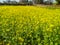 Beautiful Mustard flower farming in the agricultur field