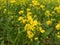 Beautiful mustard flower field image india