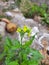 Beautiful Mustard flower Sinapis Aiba yellow flowers and plant in a nature Background. Hedge mustard or sisymbrium officinale is