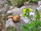 Beautiful Mustard flower Sinapis Aiba yellow flowers and plant in a nature Background. Hedge mustard or sisymbrium officinale is