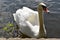 Beautiful mute swan