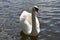 Beautiful mute swan
