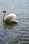 Beautiful mute swan