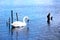 Beautiful mute swan  on a blue lake with wooden pickets