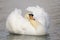 Beautiful mute swan (Cygnus olor)