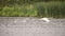 Beautiful mute swan Cygnus Olor landing on water in English countryside