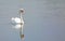 Beautiful Mute Swan gliding across a calm lake with good reflection in water