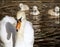 Beautiful Mute Swan with her young babies following close behind