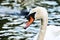 Beautiful mute swan portrait