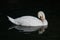 Beautiful Mute Swan portrait swimming on calm dark water