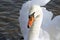 Beautiful Mute Swan posing and looking at camera