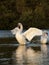 Beautiful Mute Swans