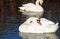 Beautiful Mute Swans preening their feathers while floating on waters surface