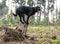 Beautiful mutt black dog Amy balancing on stump.