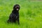 Beautiful mutt black dog Amy in forest hut