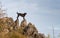 Beautiful mutt black dog Amy on mountain rock.