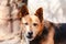 Beautiful mutt with gentle brown eyes looking directly at camera. Blurred background with copy space.